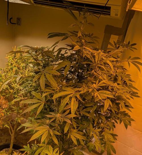 Pure Michigan. Week 23