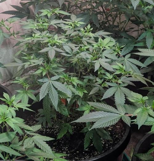 Gushers. Week 11