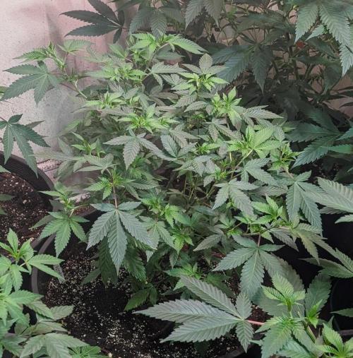 Gushers. Week 11