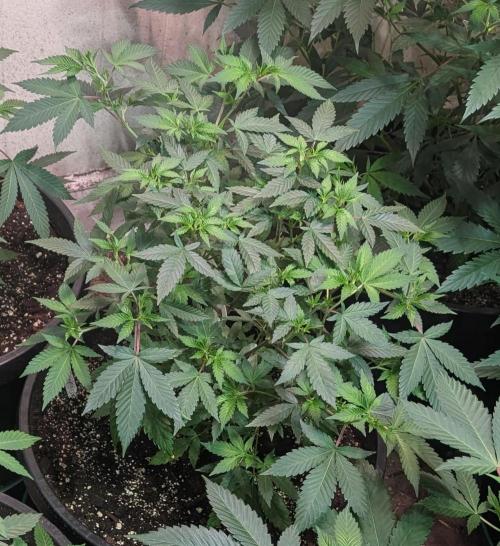 Gushers. Week 11