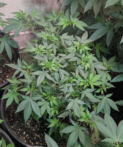 Gushers. Week 11