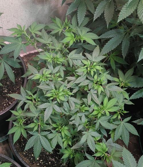 Gushers. Week 11