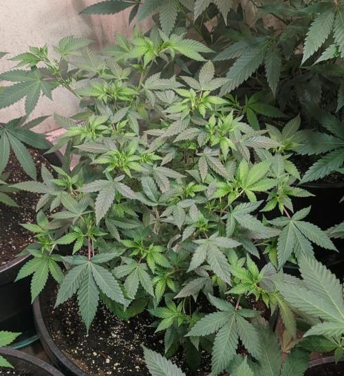 Gushers. Week 11