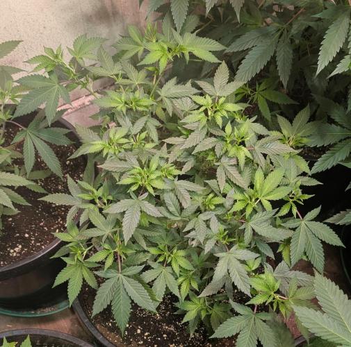 Gushers. Week 11