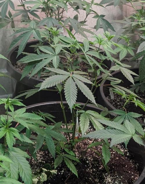 Super Boof. Week 11