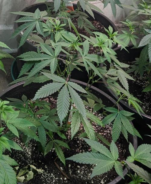 Super Boof. Week 11