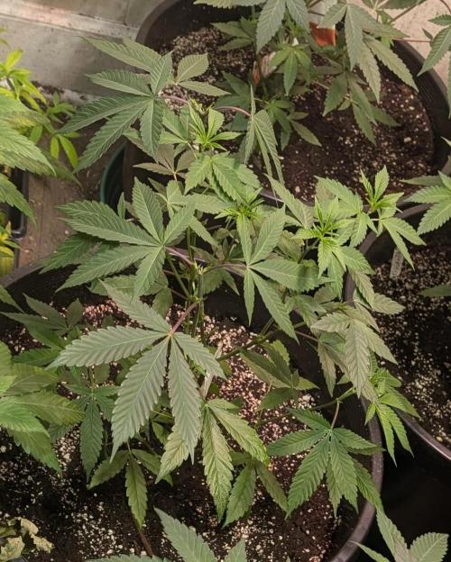 Super Boof. Week 11