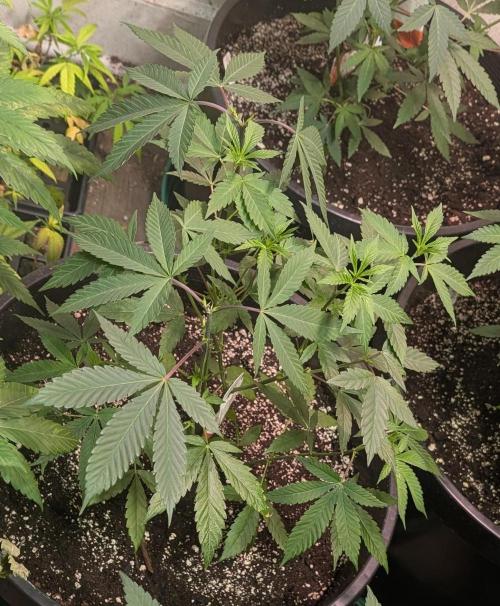 Super Boof. Week 11