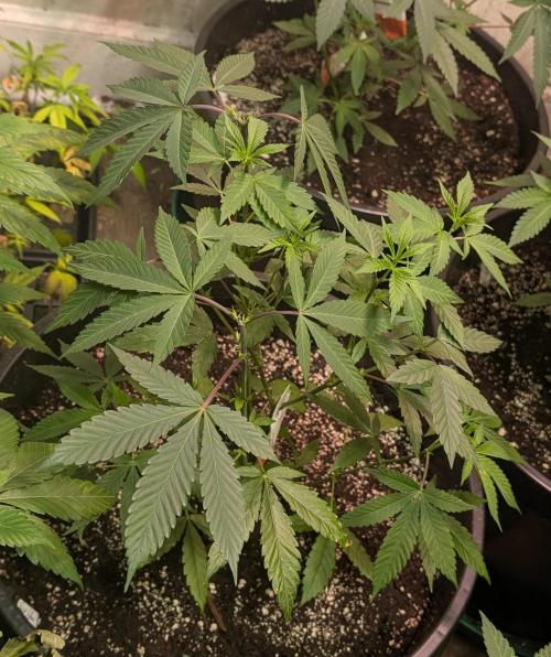 Super Boof. Week 11