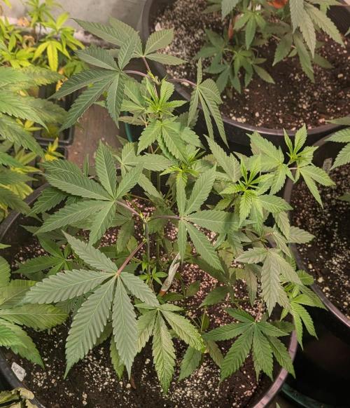 Super Boof. Week 11