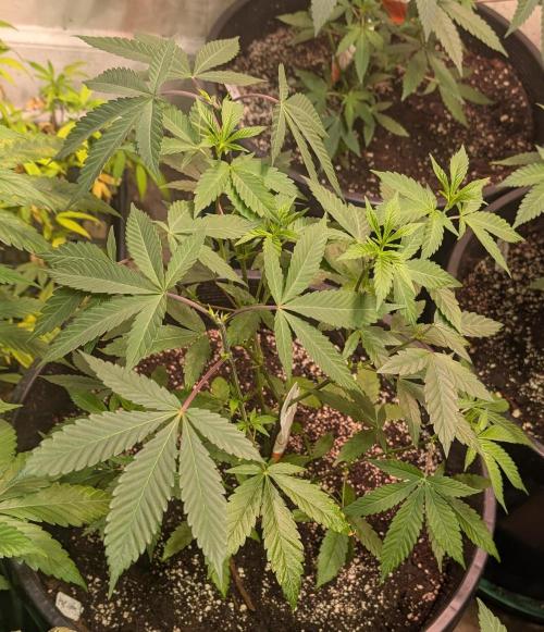 Super Boof. Week 11