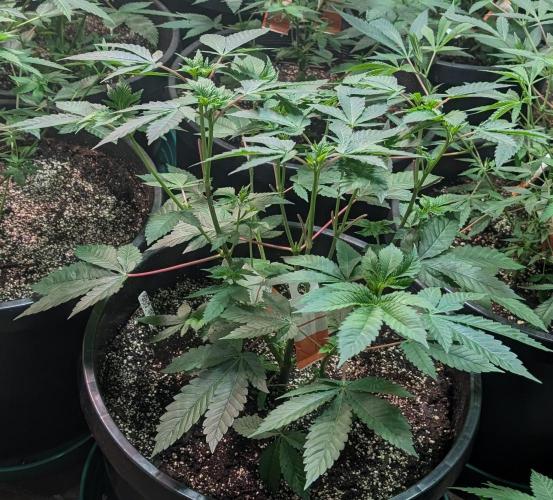 Pink Gelato. Week 11