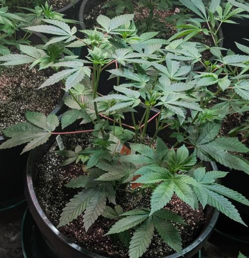 Pink Gelato. Week 11