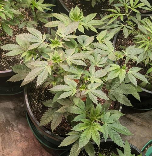 Pink Gelato. Week 11