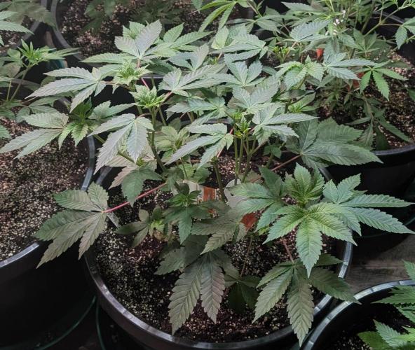 Pink Gelato. Week 11