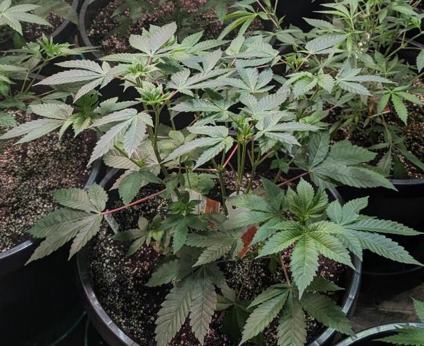 Pink Gelato. Week 11
