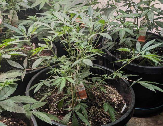 Sunset Sherbet. Week 11