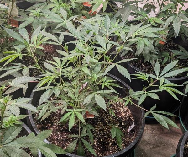 Sunset Sherbet. Week 11