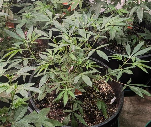 Sunset Sherbet. Week 11