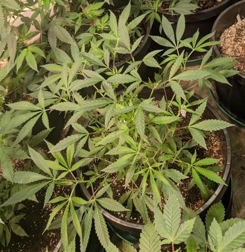 Sunset Sherbet. Week 11