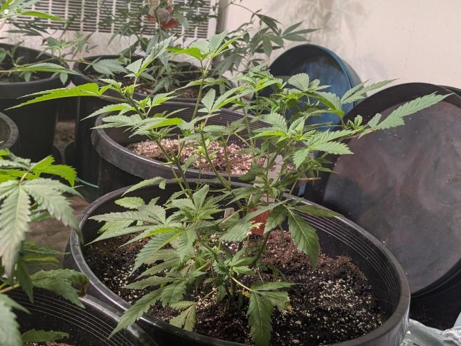 Forbidden Fruit. Week 11