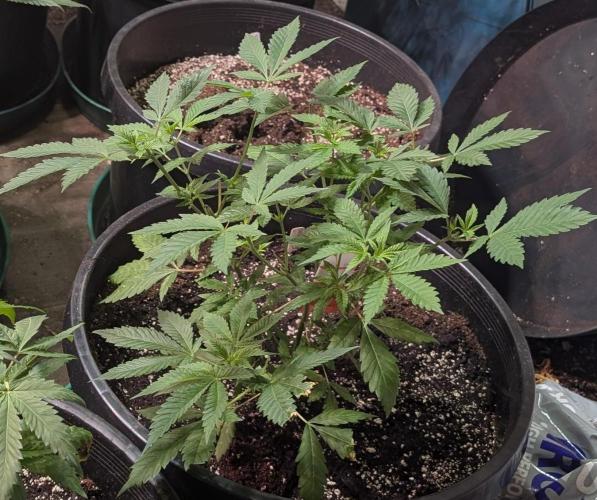 Forbidden Fruit. Week 11