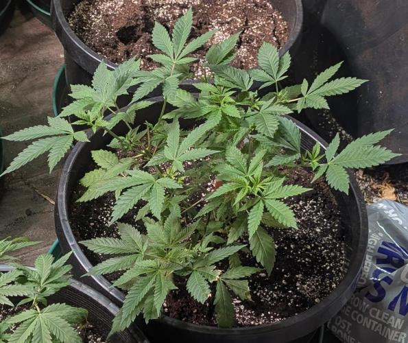 Forbidden Fruit. Week 11