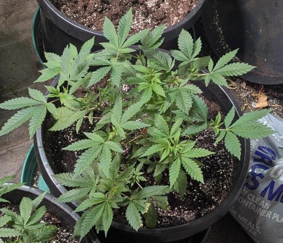 Forbidden Fruit. Week 11
