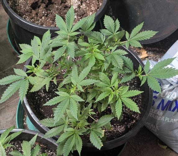 Forbidden Fruit. Week 11