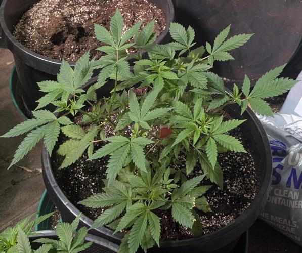 Forbidden Fruit. Week 11