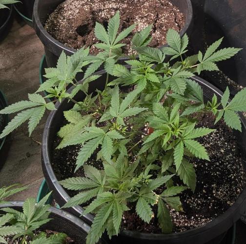 Forbidden Fruit. Week 11
