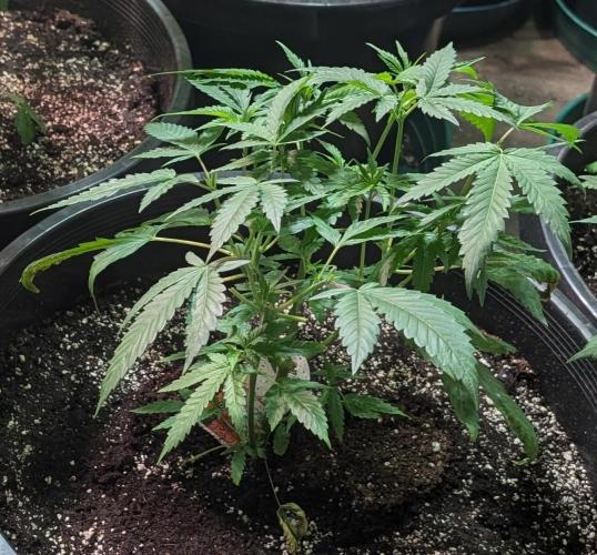 Pellezino Cookies. Week 11
