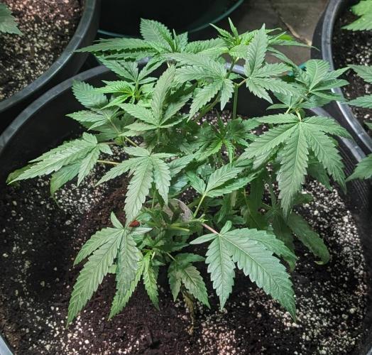Pellezino Cookies. Week 11