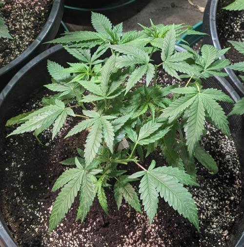 Pellezino Cookies. Week 11