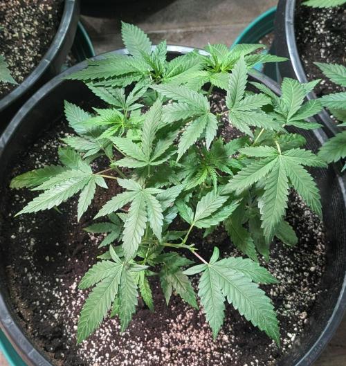 Pellezino Cookies. Week 11