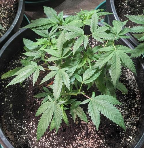 Pellezino Cookies. Week 11