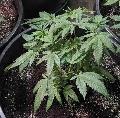 Pellezino Cookies. Week 11