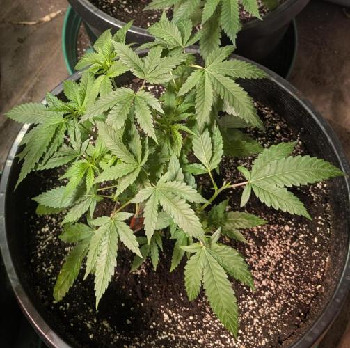 Pellezino Cookies. Week 11