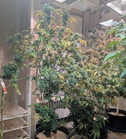 Strawberry Banana. Week 24