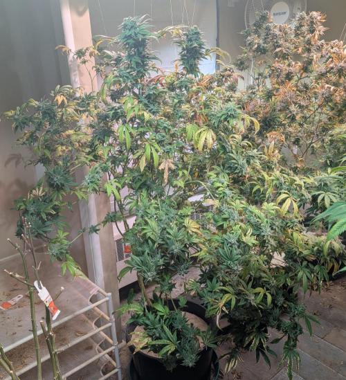 Strawberry Banana. Week 24