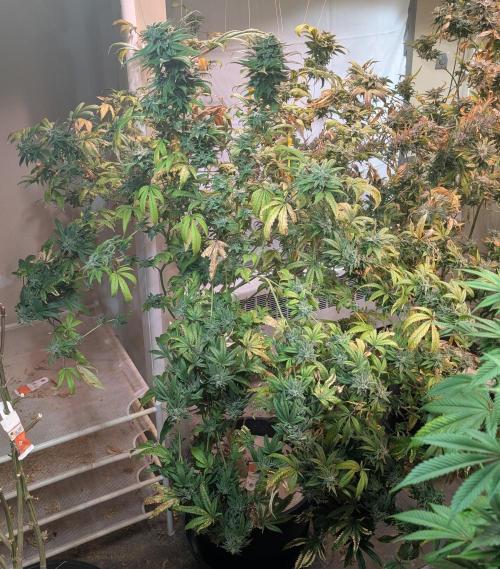 Strawberry Banana. Week 24