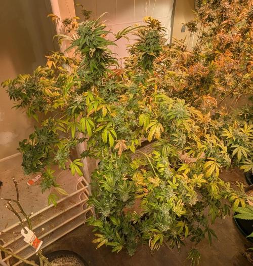 Strawberry Banana. Week 24