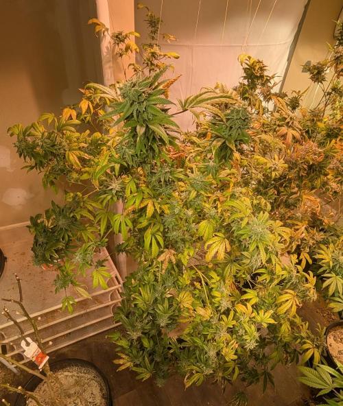 Strawberry Banana. Week 24