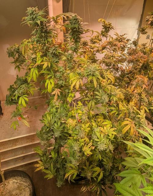 Strawberry Banana. Week 24