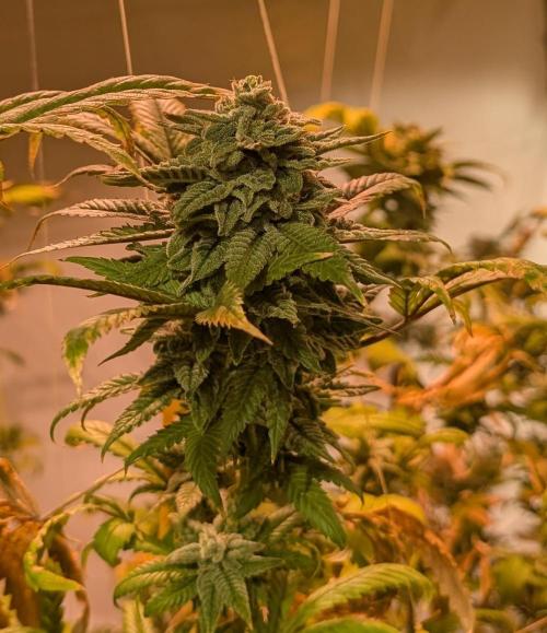 Strawberry Banana. Week 24