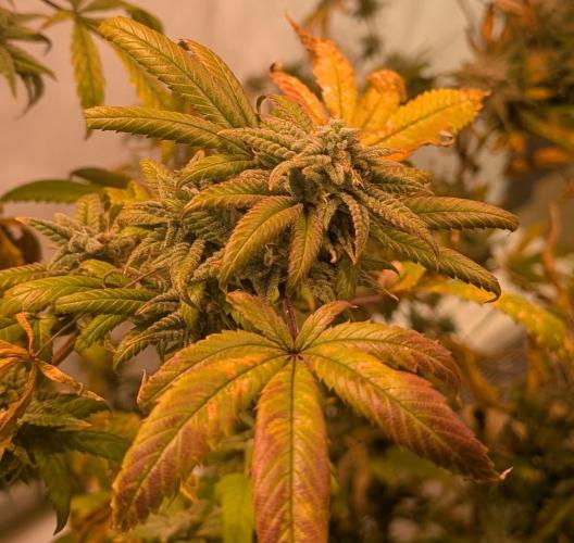 Strawberry Banana. Week 24