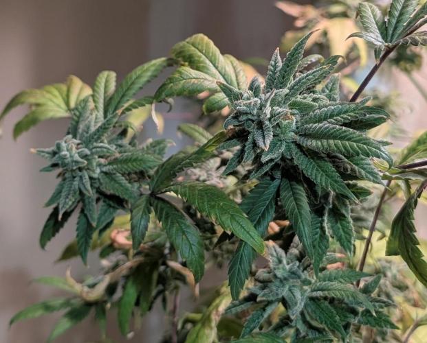 Strawberry Banana. Week 24