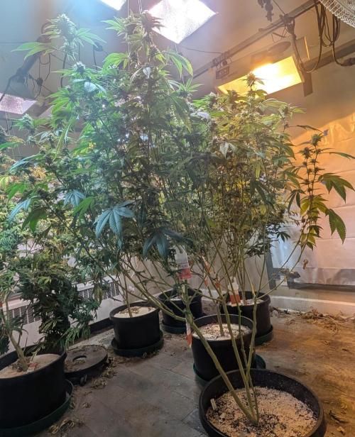 Killer Kush. Week 24