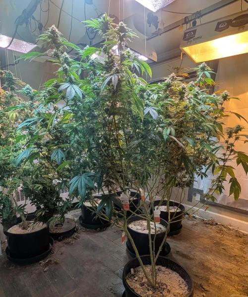 Killer Kush. Week 24