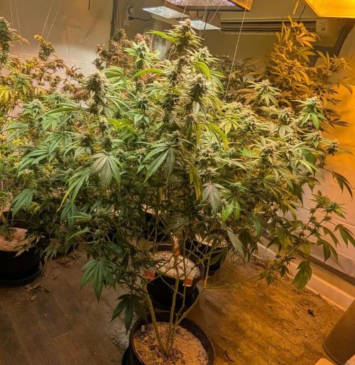 Killer Kush. Week 24